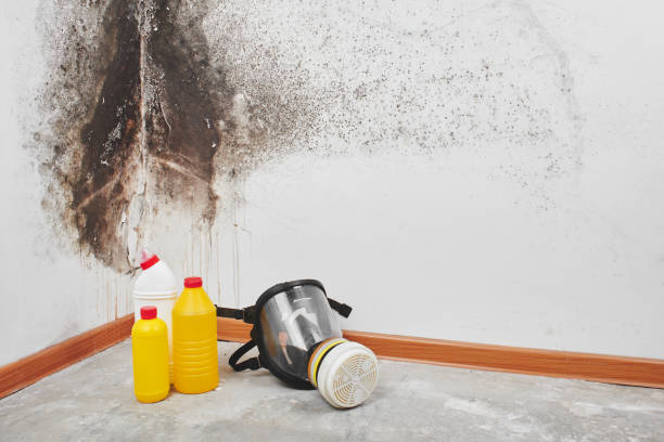 Fairmont City, IL Mold Remediation Company