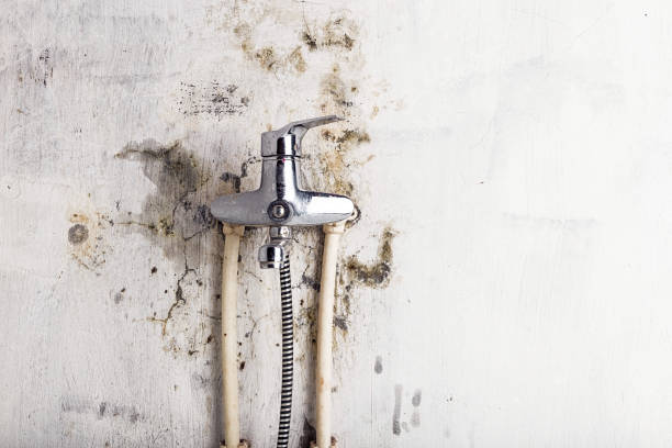 Professional Mold Remediation in Fairmont City, IL