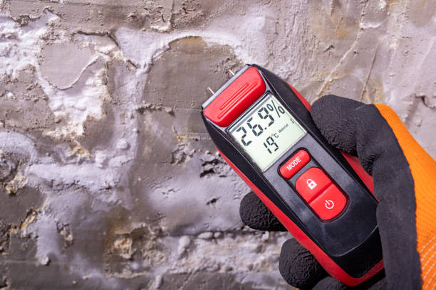 Best Basement Mold Remediation in Fairmont City, IL