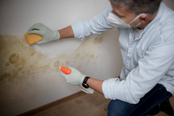 Best Emergency Mold Remediation in Fairmont City, IL
