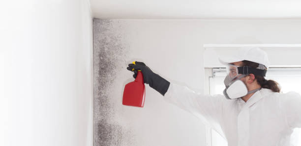 Best Insurance-Related Mold Remediation in Fairmont City, IL